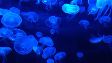 Jellyfish