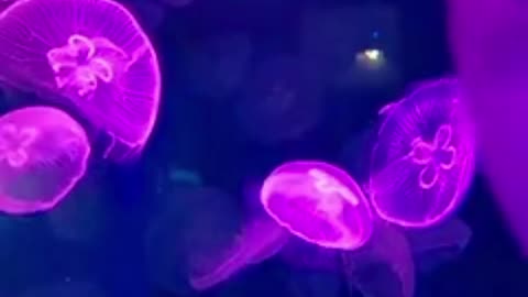 Jellyfish: Ancient Creatures of the Sea"