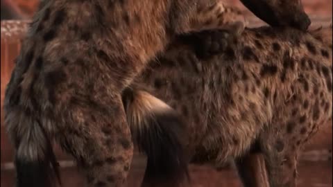 Hyenas mating