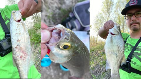 First Time Catching A White Bass!