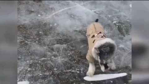 Dogs Ice Skating! Epic Fails & Adorable Wins Compilation