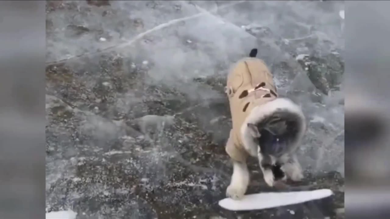 Dogs Ice Skating! Epic Fails & Adorable Wins Compilation