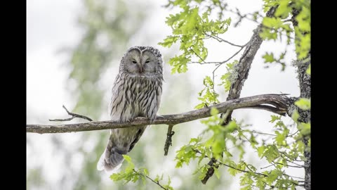 Owl on a Branch | 8 Hours of Owl Calls for Sleep, Relaxation, and Meditation