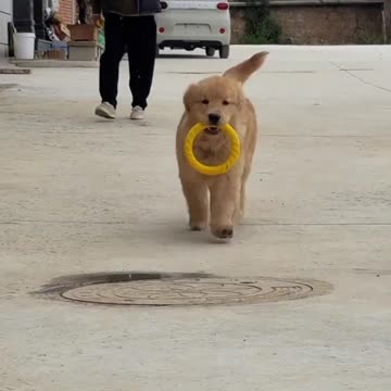 The Honest and Silly Little Chick