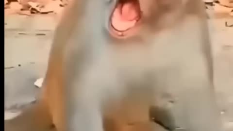 Monkey and baby child reaction 😅😂