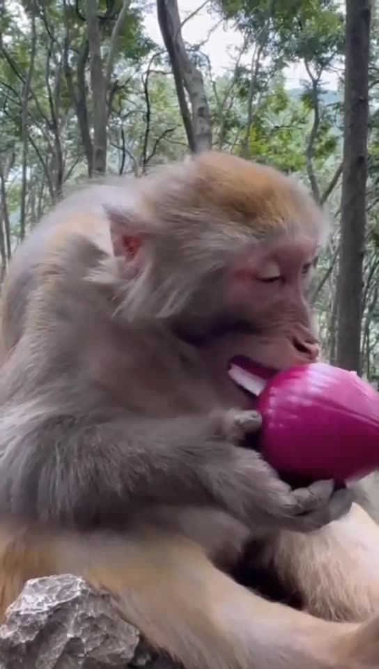 Funny and Cute Animalmomemts