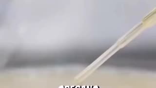 High-school student proves Oregano essential oil kills more bacteria than amoxicillin