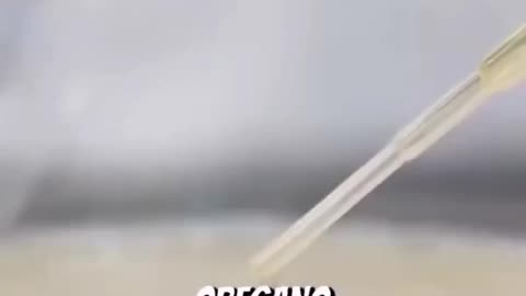 High-school student proves Oregano essential oil kills more bacteria than amoxicillin