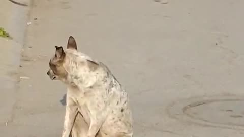 Dog Spins Like Ballerina