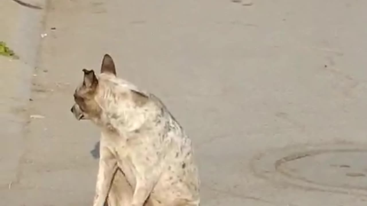 Dog Spins Like Ballerina