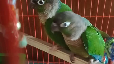 Green cheek conure bird