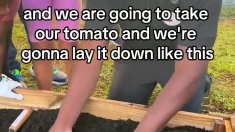 How to plant tomatoes