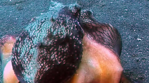 Octopus Runs Off With Coconut Shell