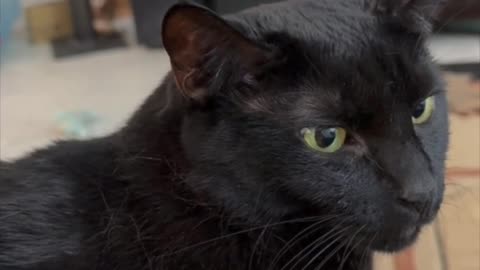 Cute Precious Piper Has a Beautiful Profile - Adopting a Cat from a Shelter Vlog #shorts