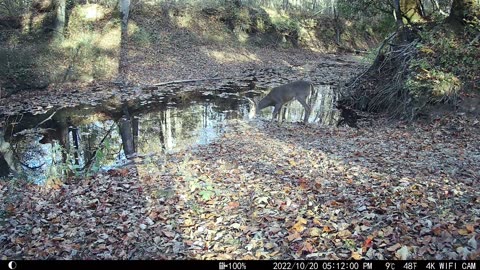 Small Buck Just Getting a Drink