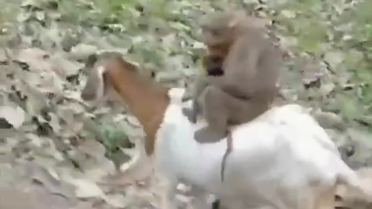 wow Goat & Monkey friend