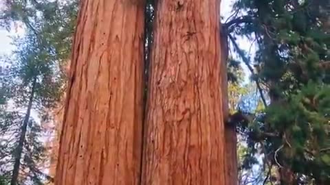 Giant Sequoia (human for scale).