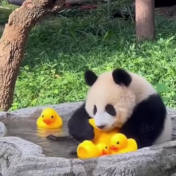 Adorable Panda Videos