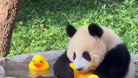 Adorable Panda Videos