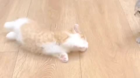 Cat funny video 😂