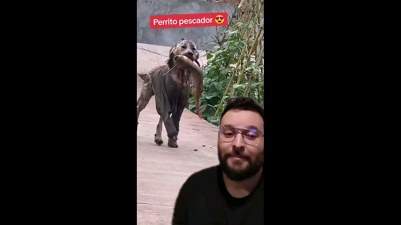 A Este perrito le encanta pescar su comida 🥰