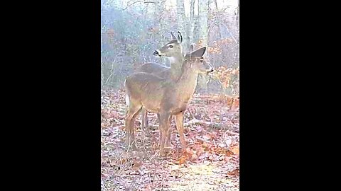 Dwelling in Beulah Land