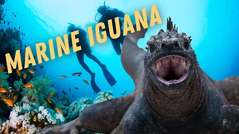 Marine Iguana | Meet the Real-Life Godzilla!