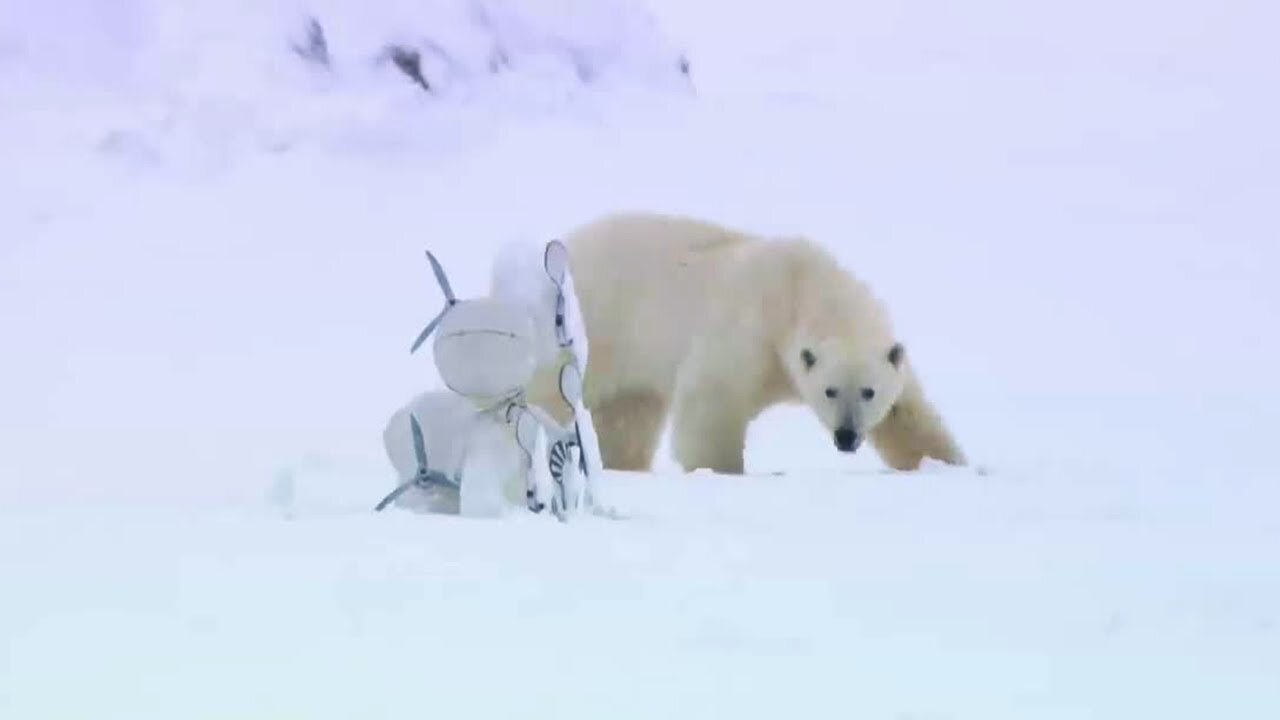 Polar Bear Rescues Our Blizzard Spy Camera