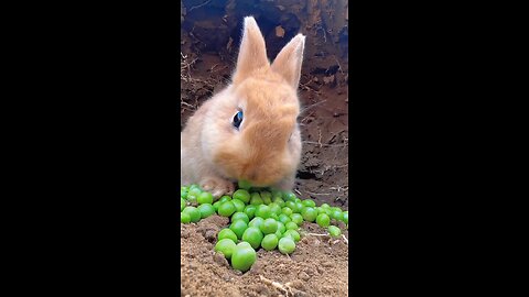 cute rabbit