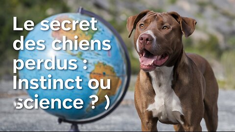 La science explique comment les chiens perdus retrouvent le chemin de la maison.