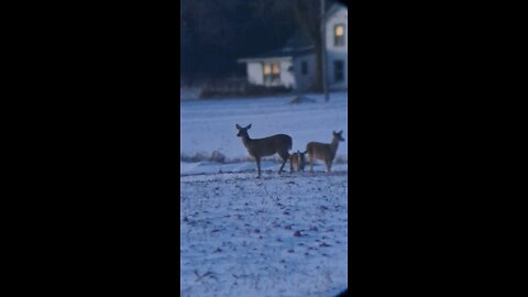 Does feeding in the field