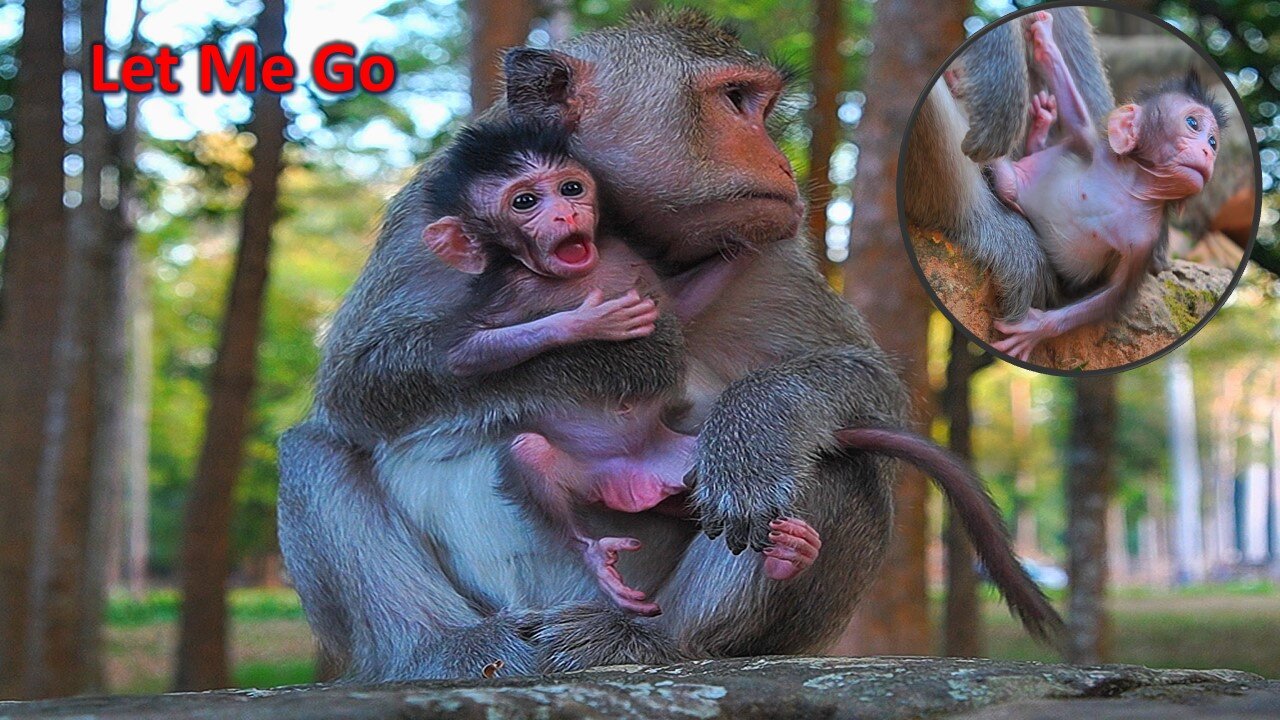 BABY MONKEY BABETTE: Mom Le Me Go To Play