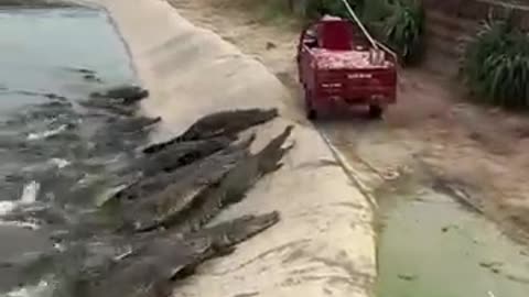 CROCODILE