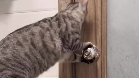 Funny animals