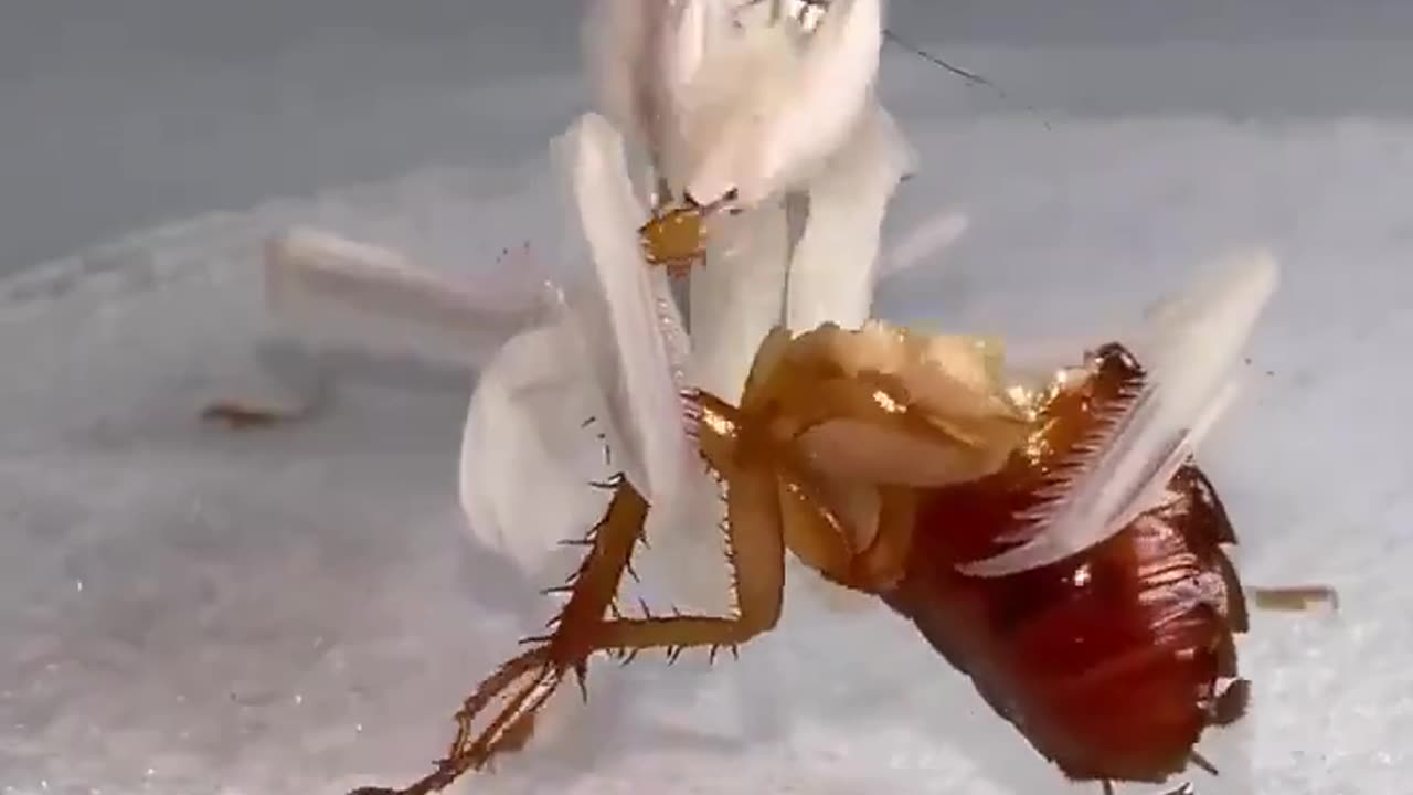 Praying mantis eating a cockroach like it's a hamburger.