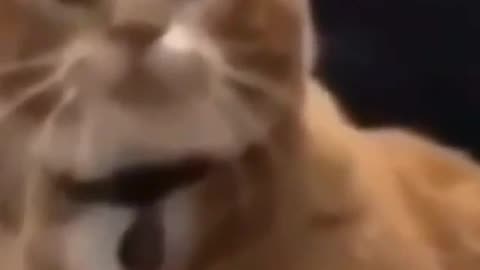 Funny Cat Video 26 - cat shock