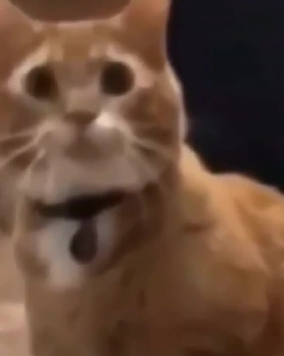 Funny Cat Video 26 - cat shock