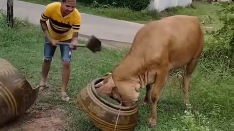 The cow got stuck while eating food