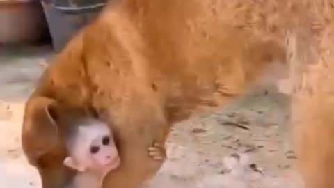 Dog's funny video