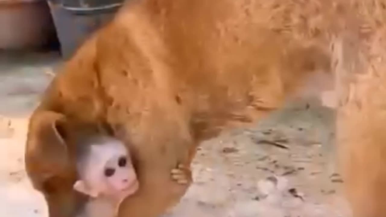 Dog's funny video