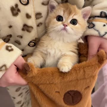 Sending You Cuteness with a Peaceful Kitty