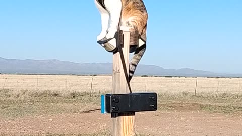 Cat Climbs Clothesline & Watches Birds! #CatBehavior #CatClimbing #IndoorCat #outdoorcats #shorts