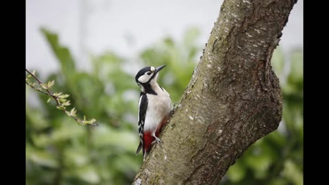 Woodpecker in the Wind | 8 Hours of Forest Sounds for Sleep, Relaxation and Meditation