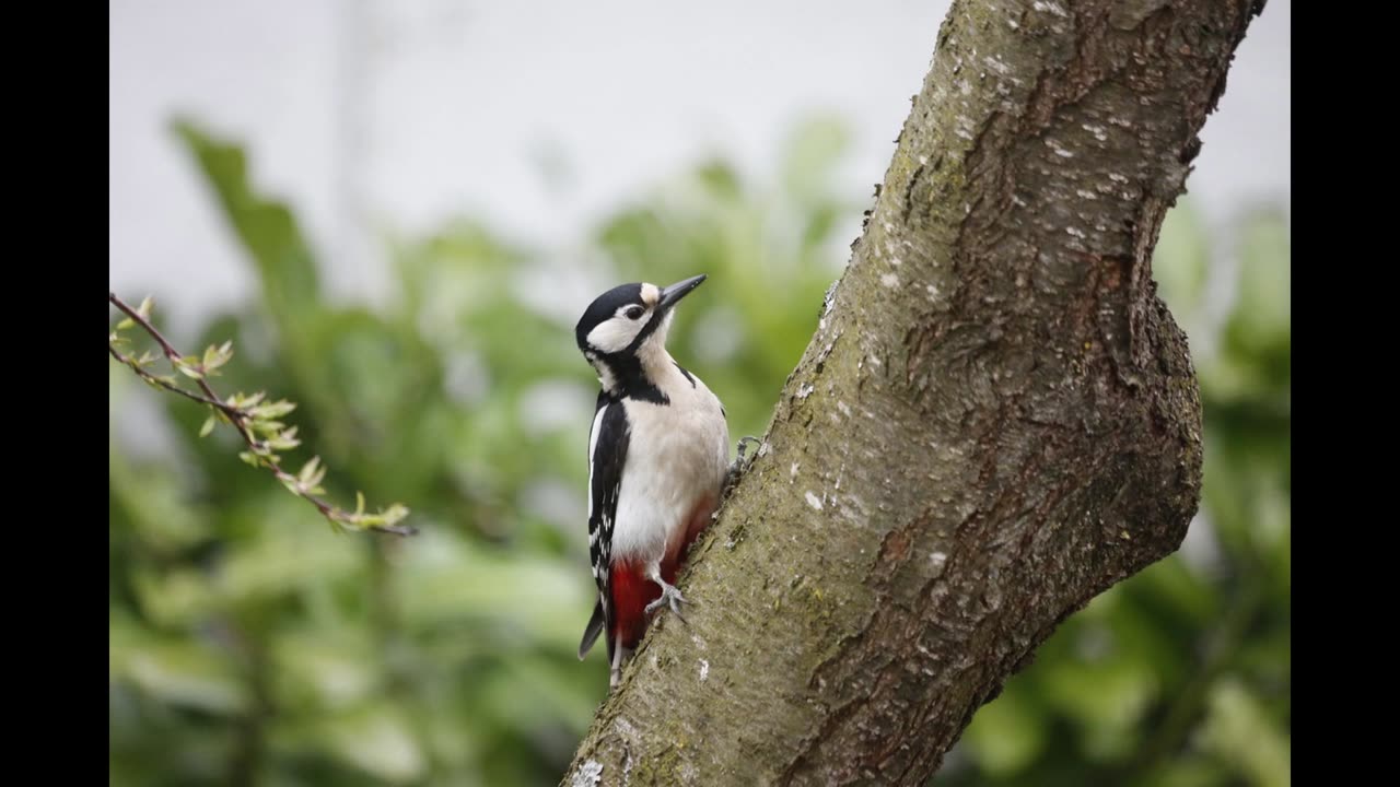Woodpecker in the Wind | 8 Hours of Forest Sounds for Sleep, Relaxation and Meditation