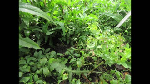 Southern Ginseng Jiaogulan Aug 2022