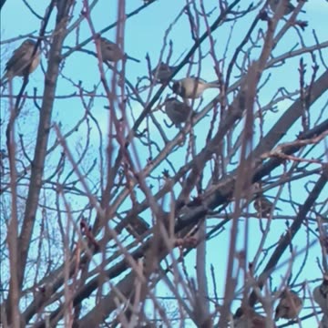 Sparrows walking home today.