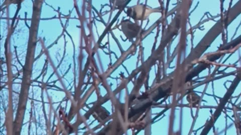 Sparrows walking home today.