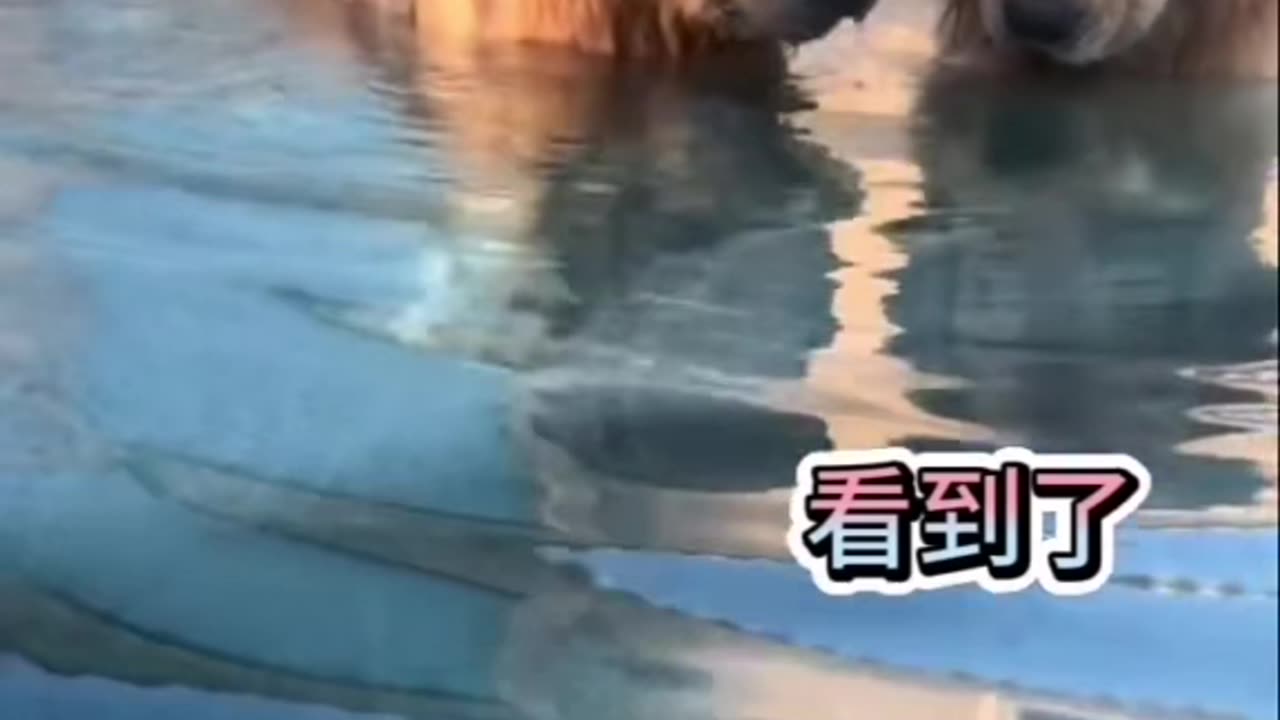 This baby elephant is a bit naughty and got disciplined by its mother.
