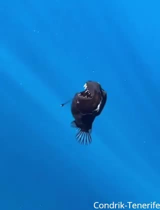 A menacing black anglerfish was captured on film near the coast of Tenerife, Spain.