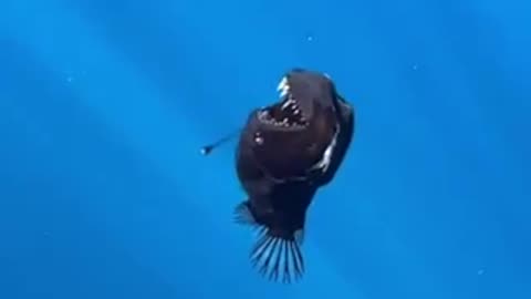 A menacing black anglerfish was captured on film near the coast of Tenerife, Spain.